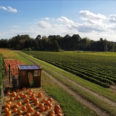 pumpkins and the fields