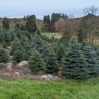 Tree block in Valley