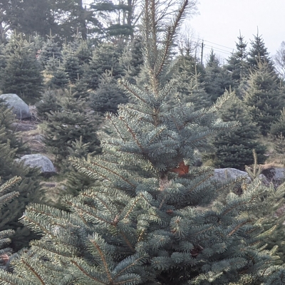 Christmas trees - close up