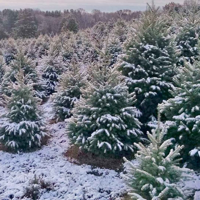 jones-family-farms-christmas-trees